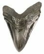 Huge, Fossil Megalodon Tooth #58471-1